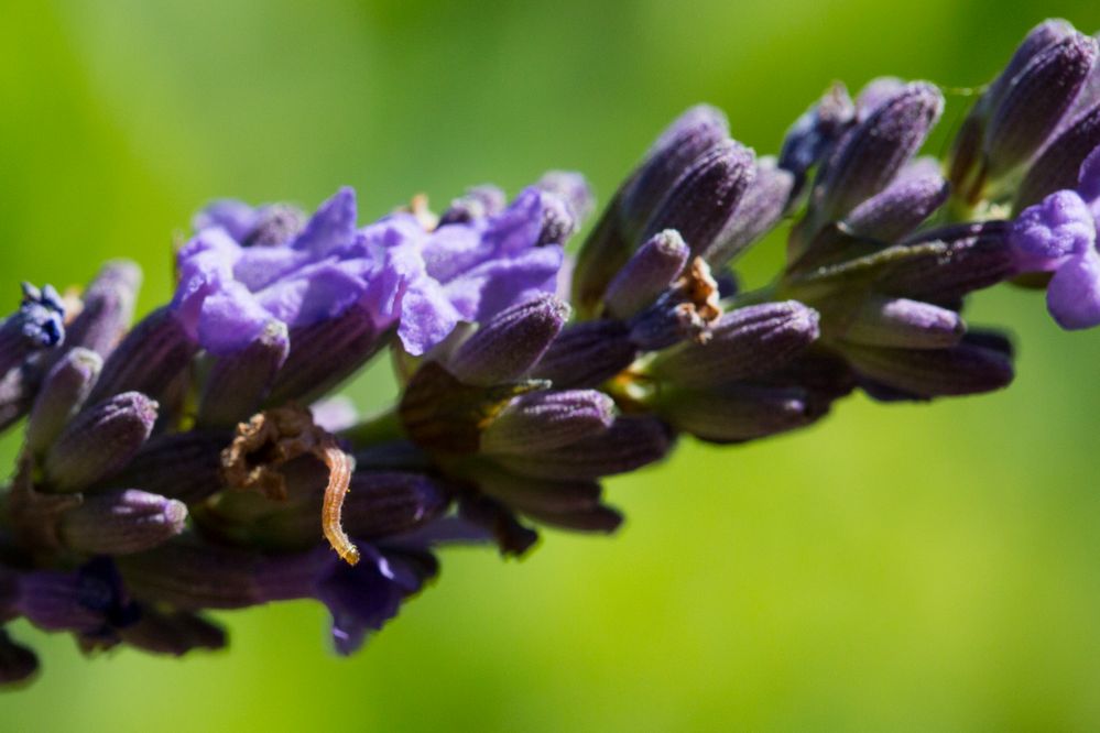 Raupe im Lavendel