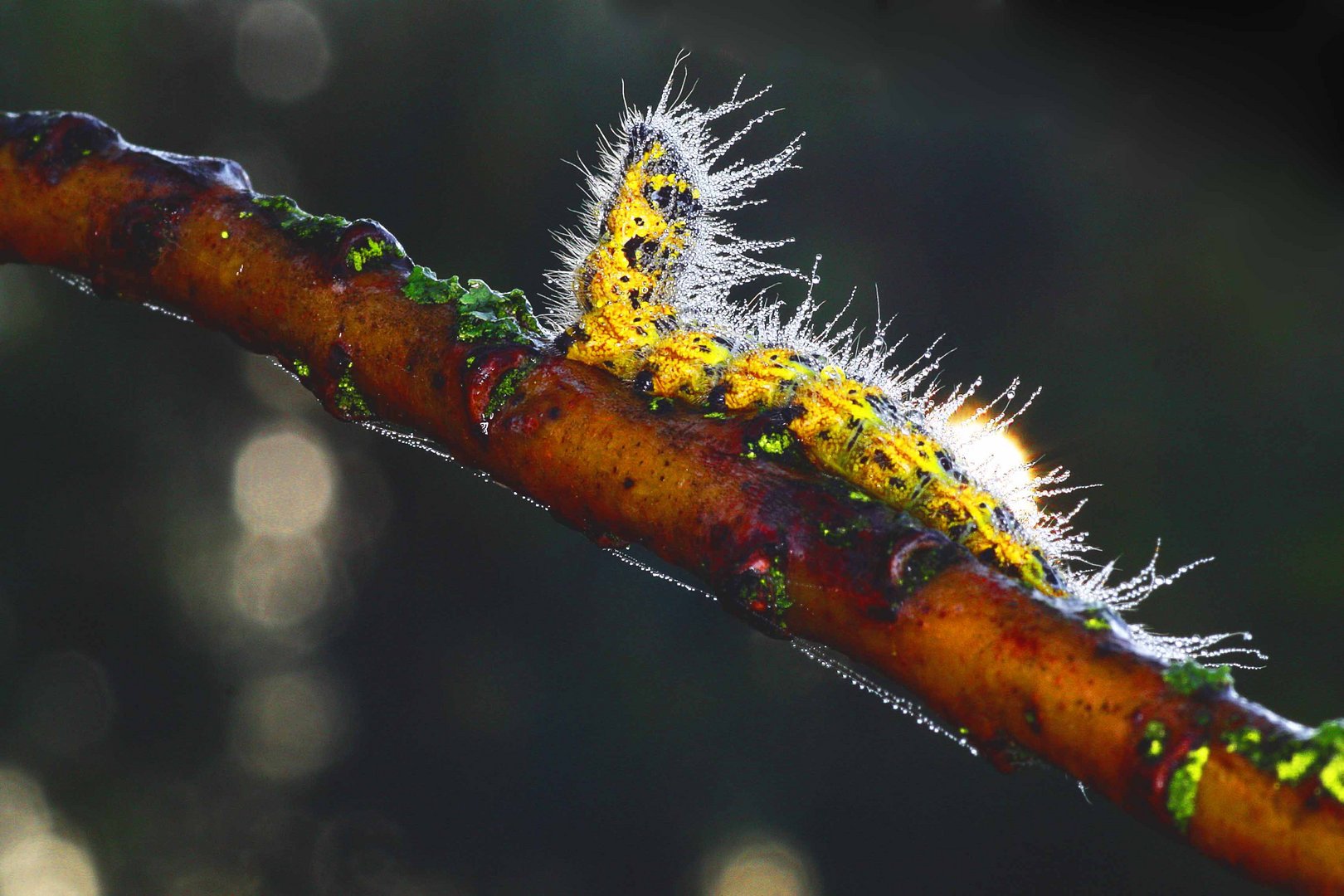 Raupe im Morgenlicht