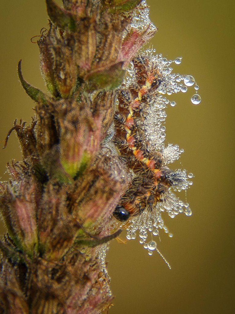 Raupe im Morgentau