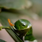 Raupe im Schmetterlingsgarten Sayn Bendorf