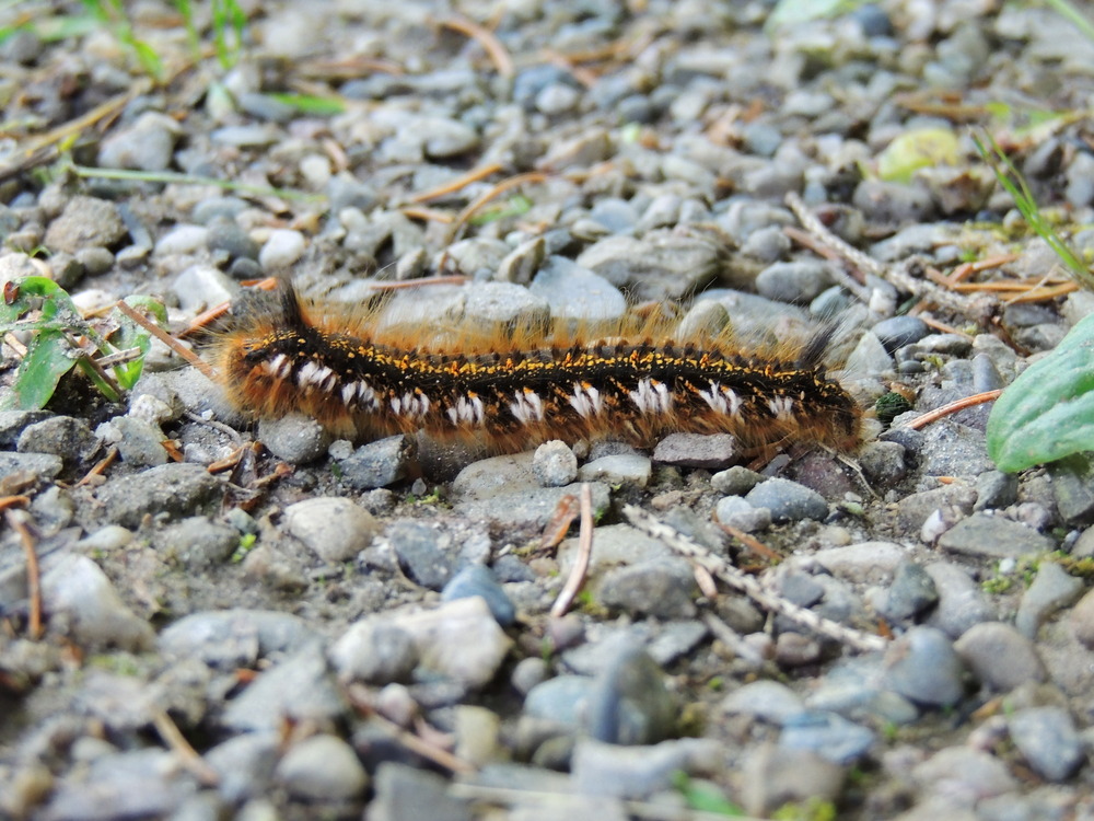 Raupe im Wald