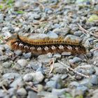 Raupe im Wald