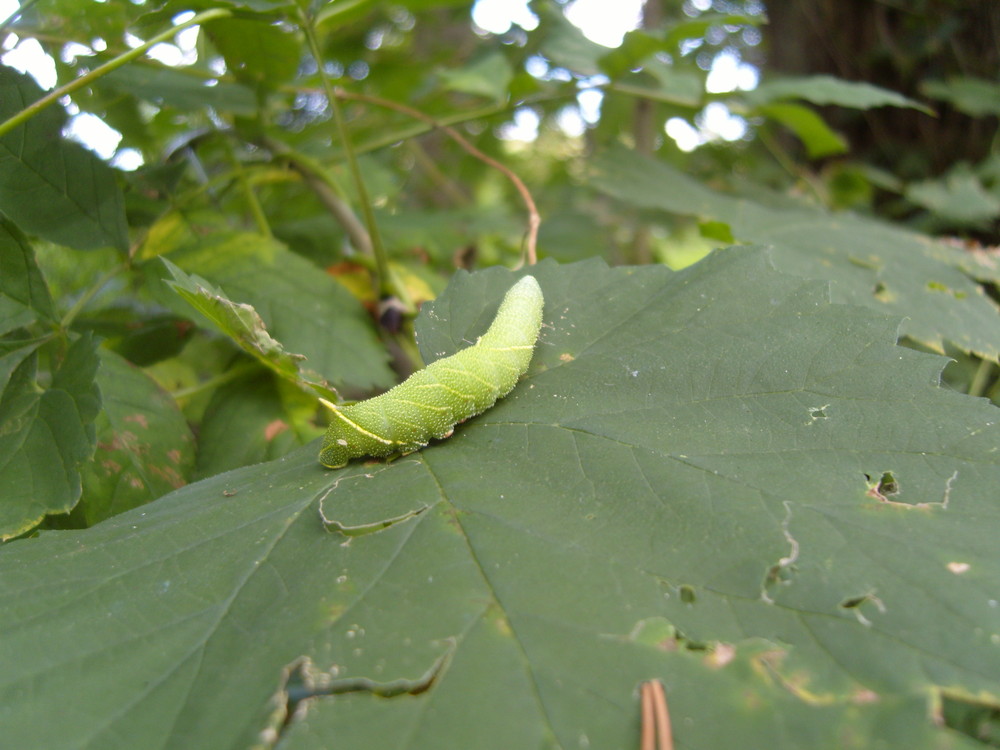 Raupe im Wald