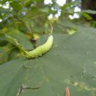 Raupe im Wald