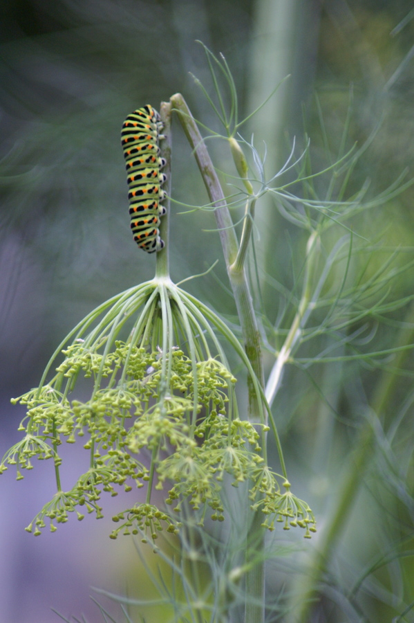 Raupe im Wind....