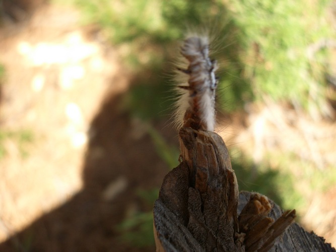 Raupe im Wind