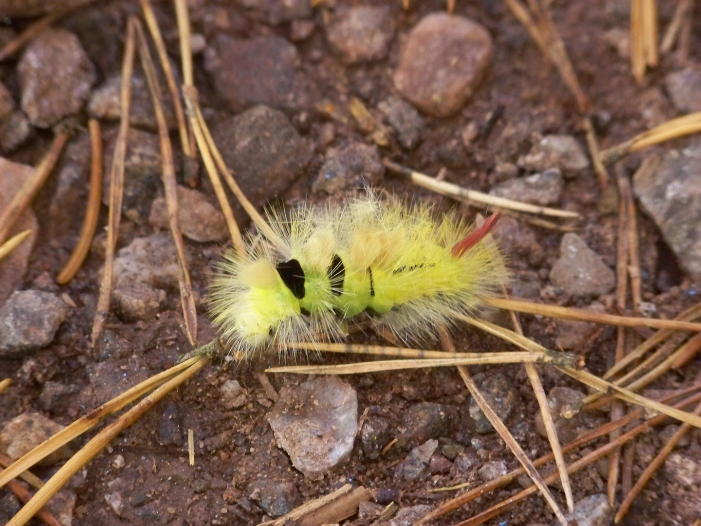 Raupe in der Nachmittagssonne