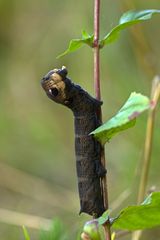 Raupe in Drohstellung