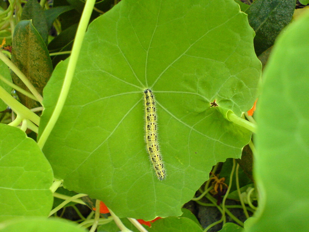 Raupe in Garten