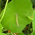 Raupe in Garten