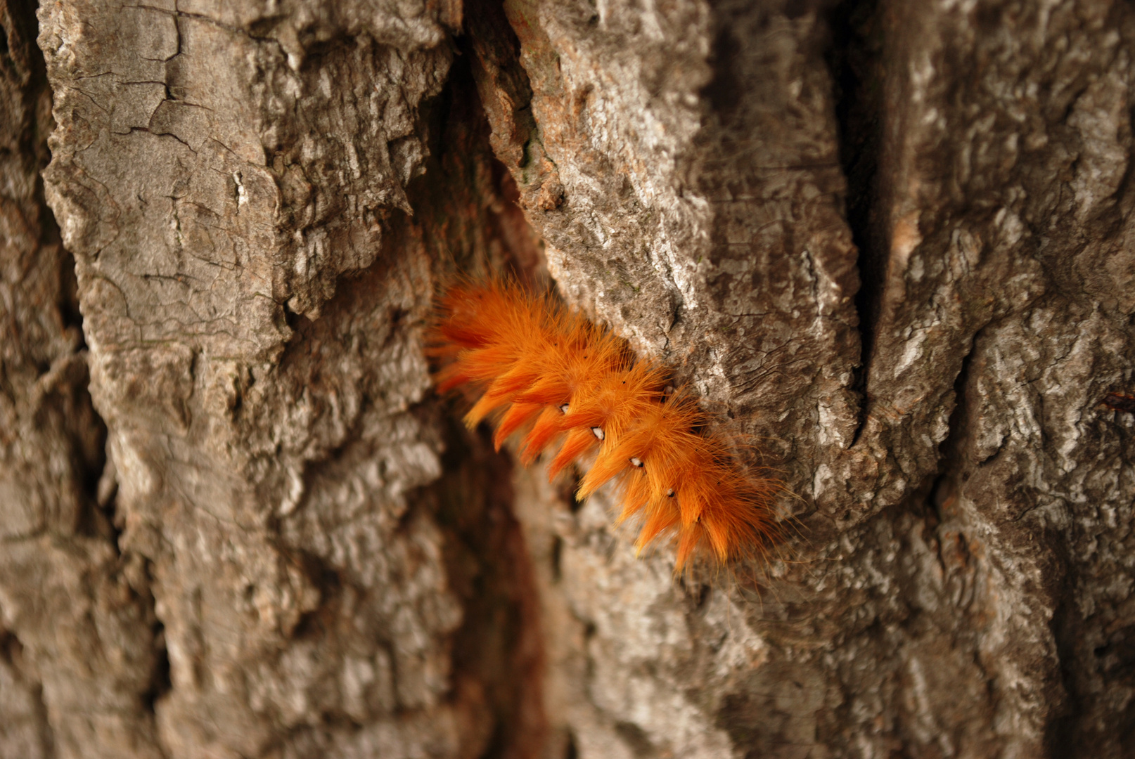 Raupe in Orange