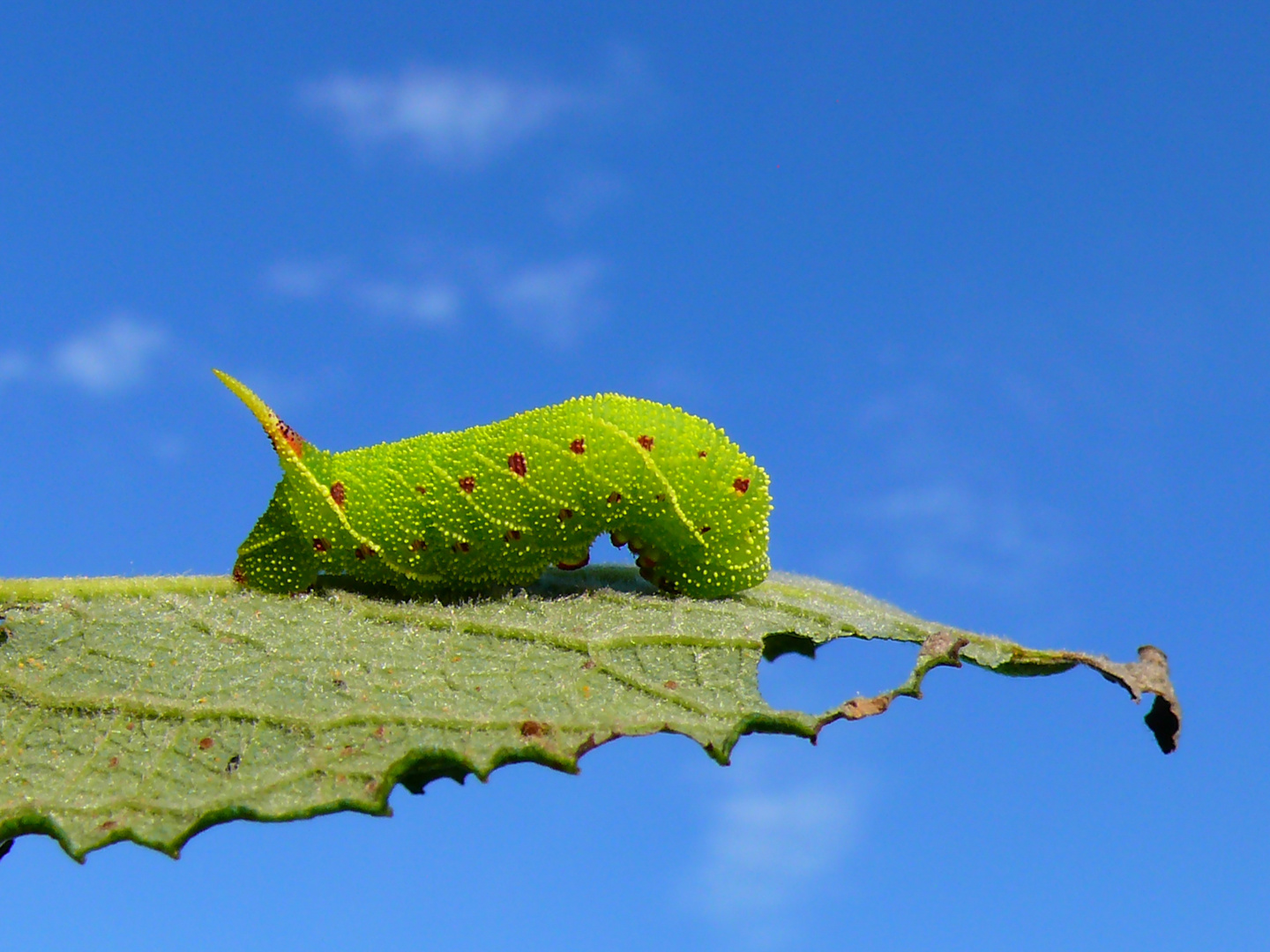 Raupe - Laothoe populi - Pappelschwärmer - HARZ