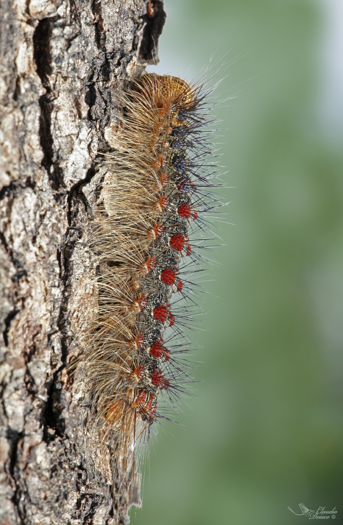 Raupe Lymantria dispar