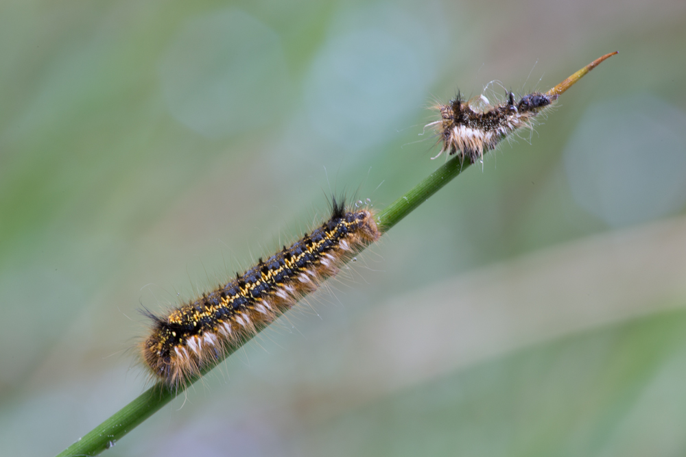 Raupe mit Anhang