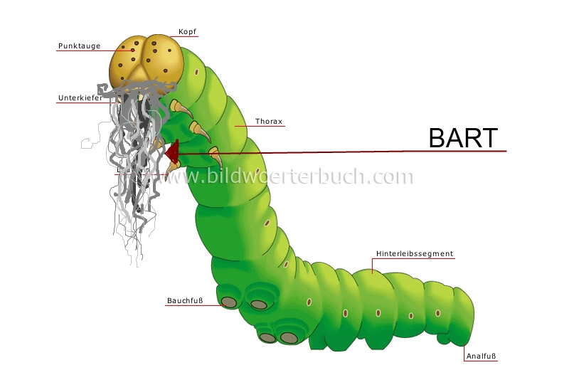 Raupe mit Bart