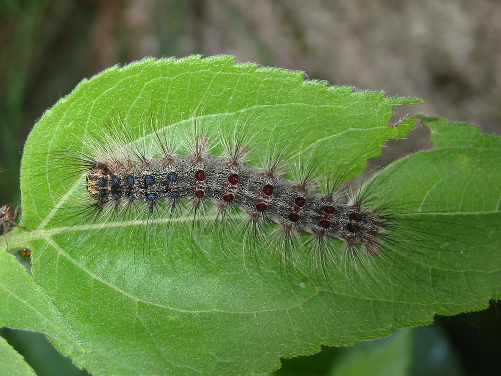 RAUPE MIT BLATT