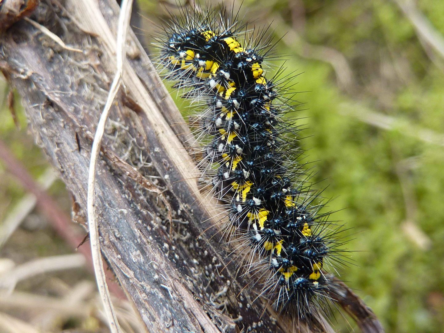 Raupe mit gelben Flecken Foto & Bild tiere, wildlife, insekten Bilder auf