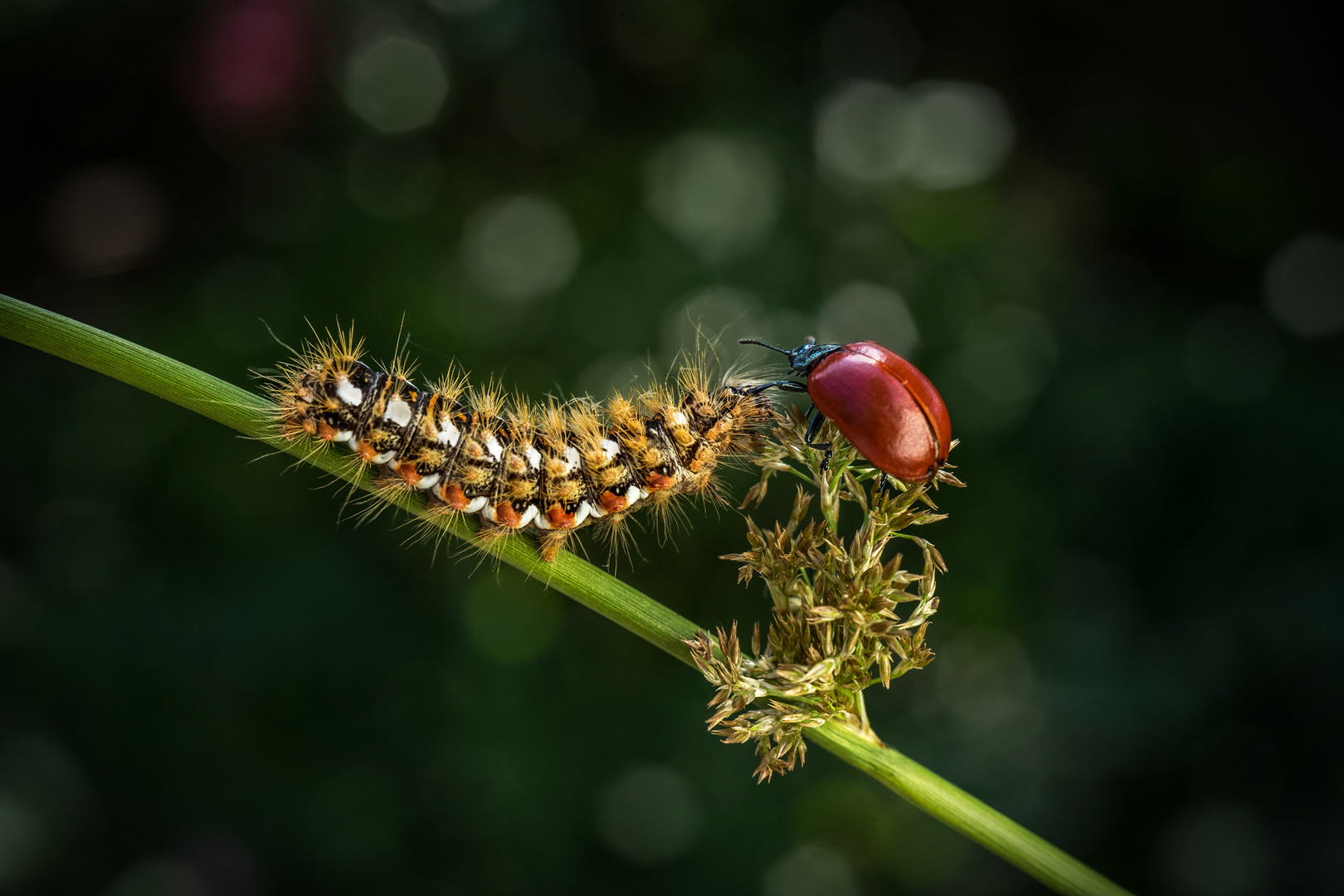 Raupe mit Käfer