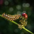 Raupe mit Käfer