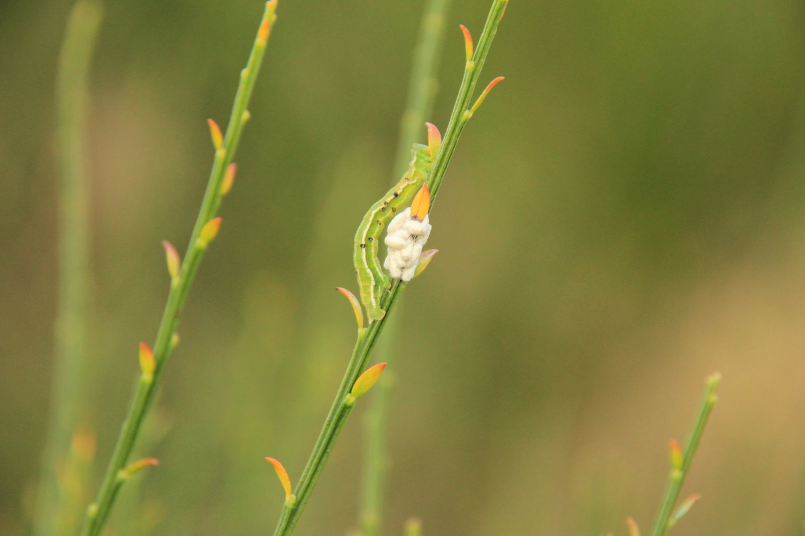 Raupe mit Raupeneiern