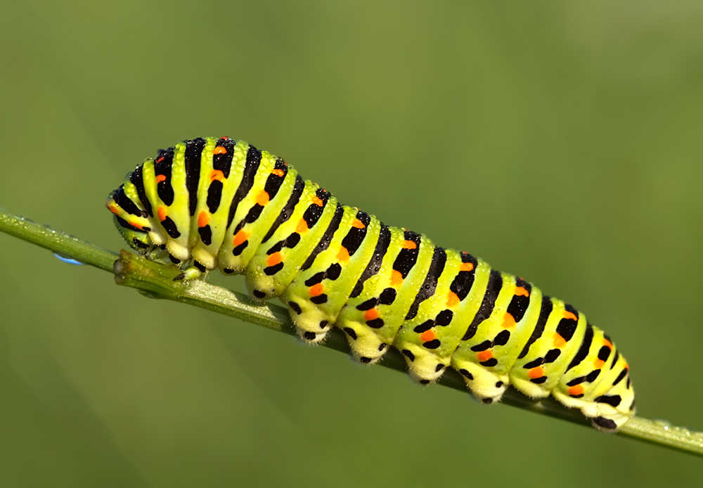 Raupe mit Tröpchen