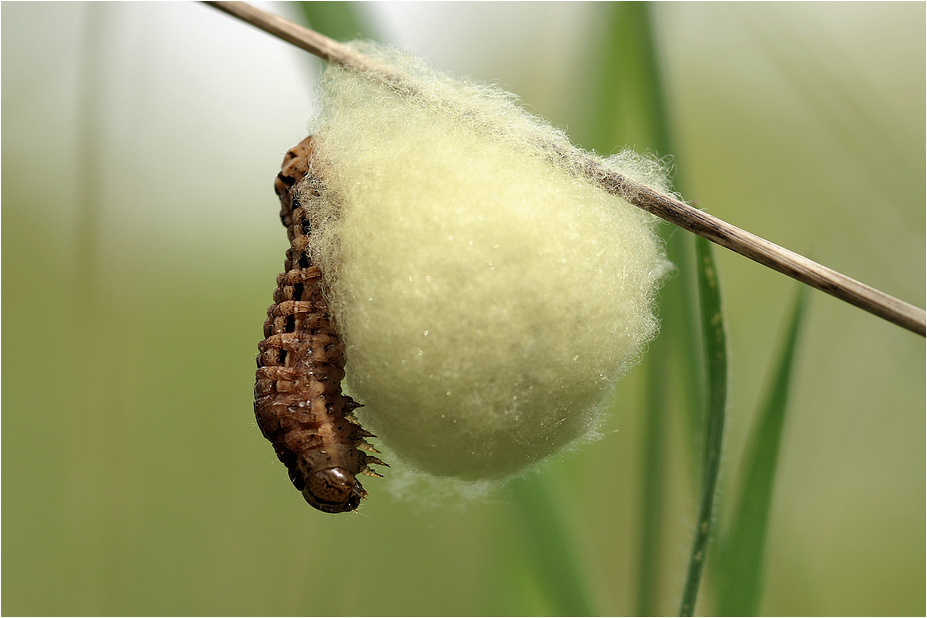 Raupe mit Wattebausch