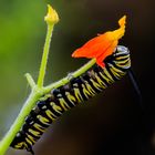 Raupe - Monarch Falter ..............