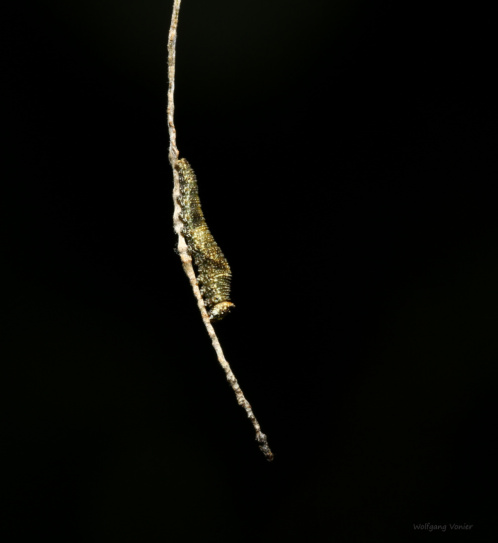 Raupe nach dem Schlüpfen