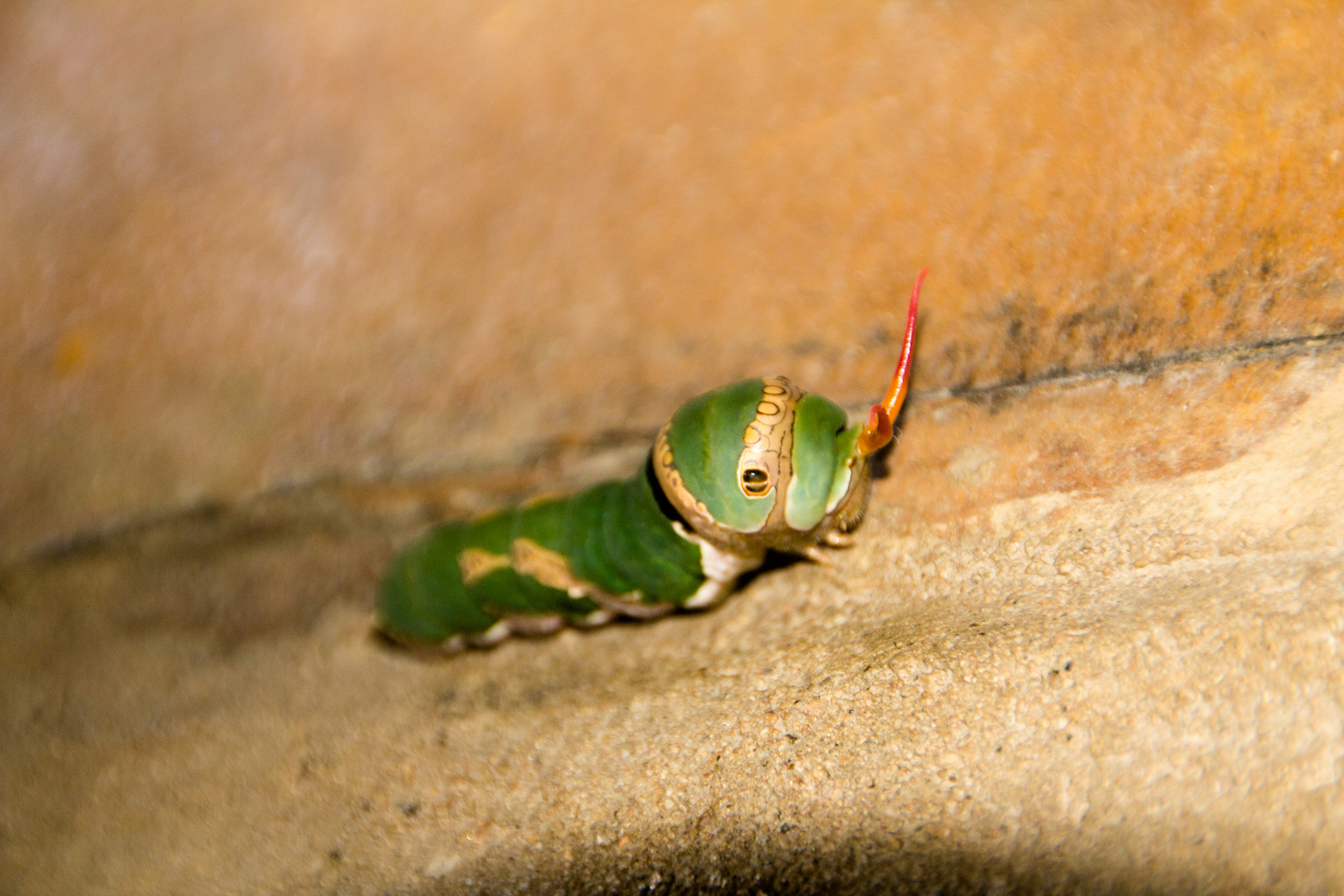 Raupe, Nambia