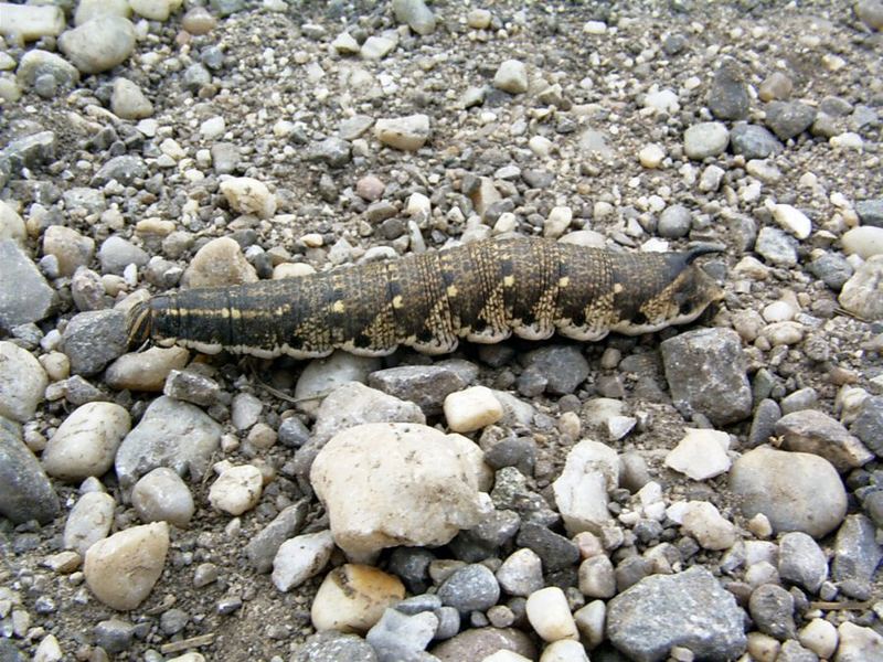 Raupe ... ? Natürlich - ein Agrius convolvuli = Windenschwärmer