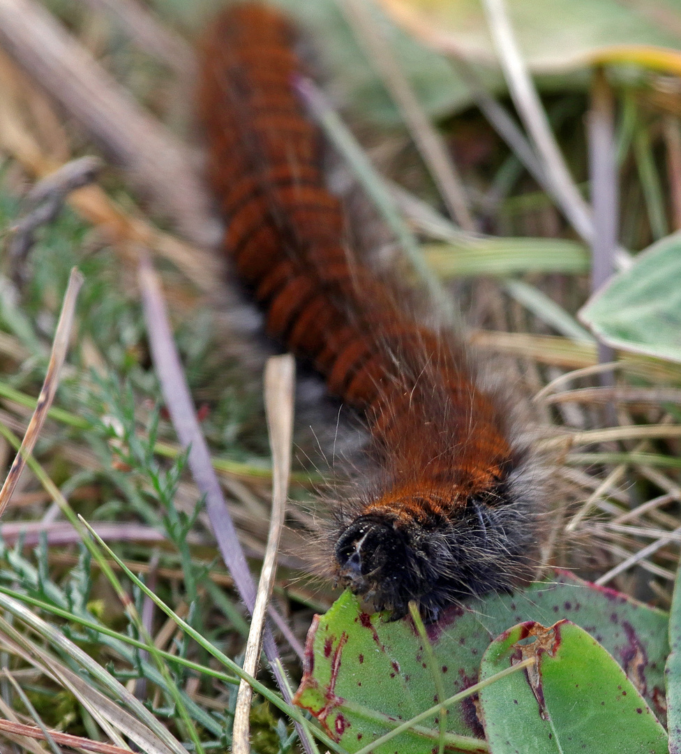 Raupe Nimmersatt Foto & Bild | weitere tiere wl, natur ...