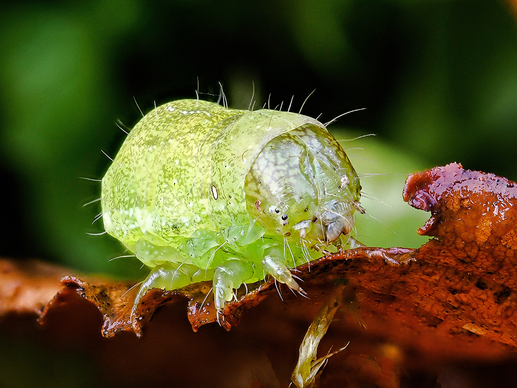 Raupe Nimmersatt Ø 5mm (Kätzcheneule)