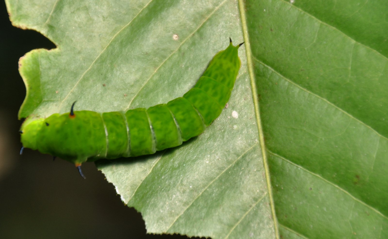 Raupe Nimmersatt