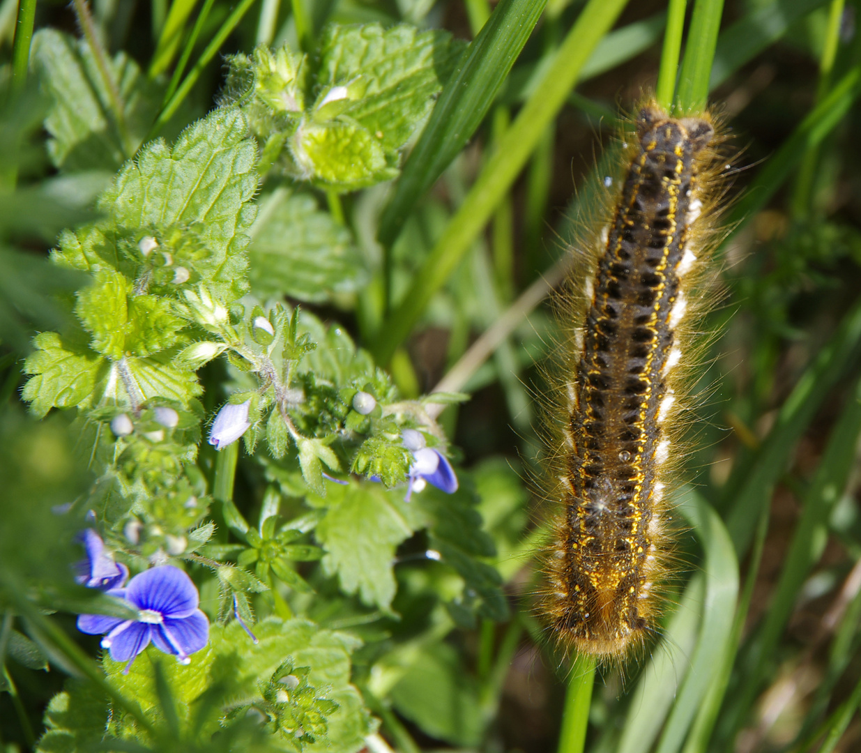 Raupe Nimmersatt