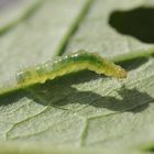 Raupe Nimmersatt (alle Eltern müssten sie kennen)