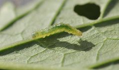 Raupe Nimmersatt (alle Eltern müssten sie kennen)