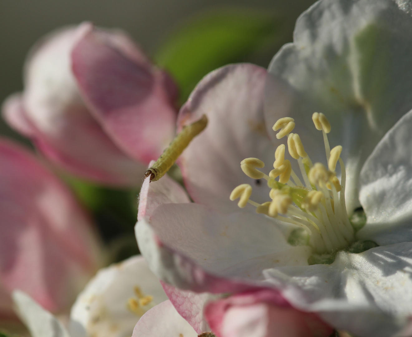 Raupe Nimmersatt besucht eine Apfelbaumblüte