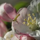 Raupe Nimmersatt besucht eine Apfelbaumblüte