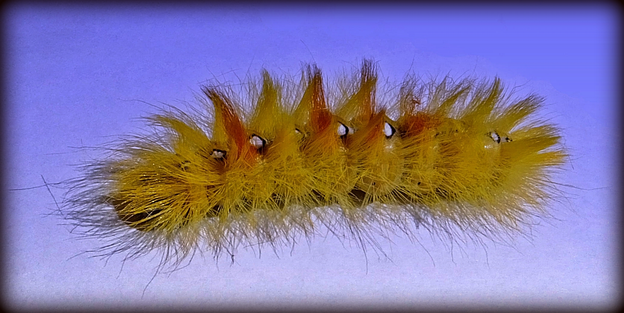 Raupe Nimmersatt (Caterpillar hungry)