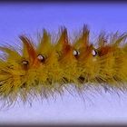 Raupe Nimmersatt (Caterpillar hungry)