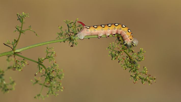 Raupe Nimmersatt - ein Labkrautschwärmer -