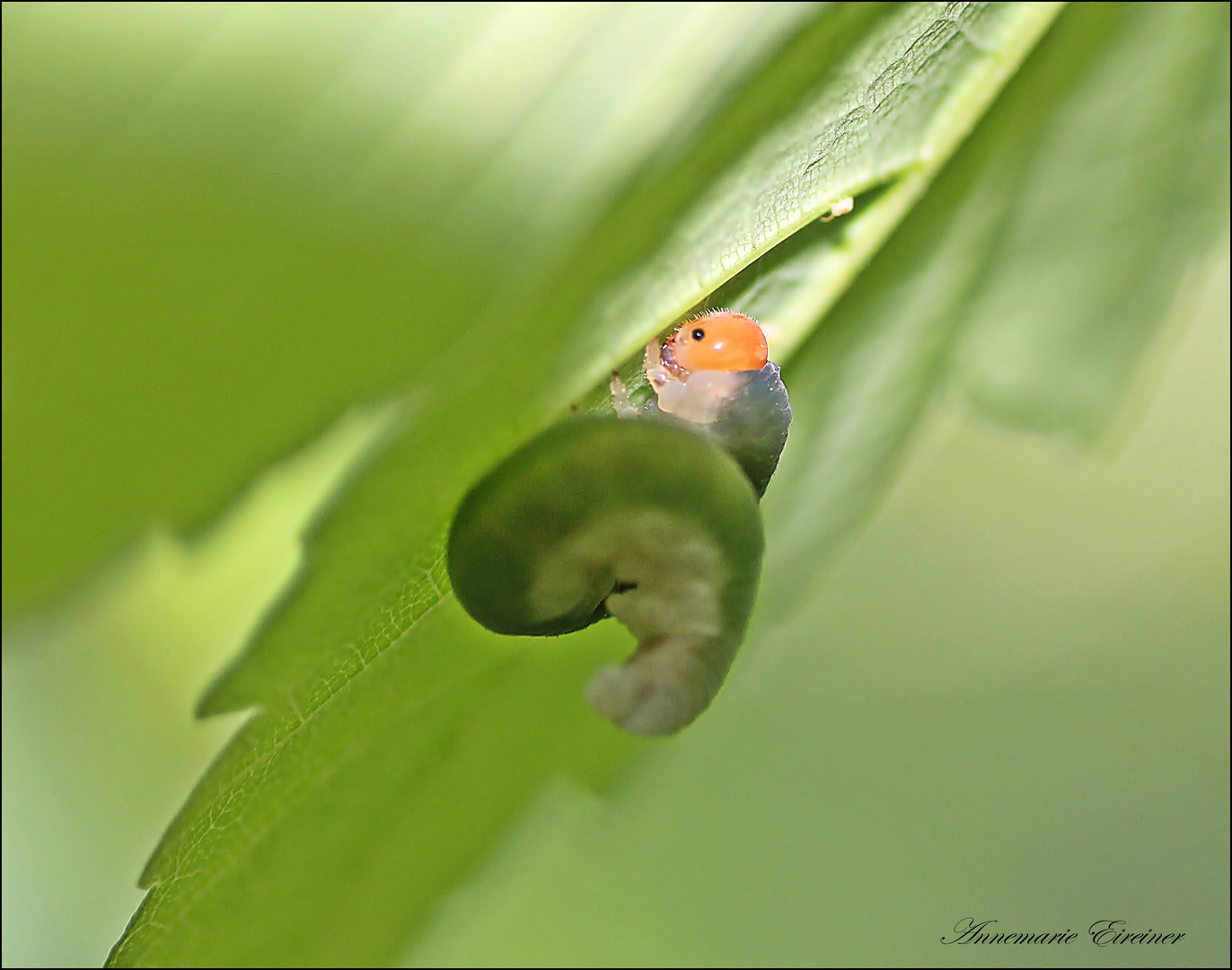 Raupe Nimmersatt... *Lilly*