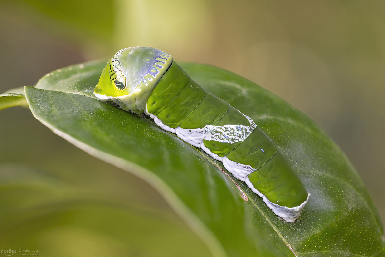 Raupe papilio polytes