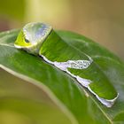 Raupe papilio polytes