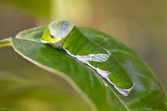 Raupe papilio polytes