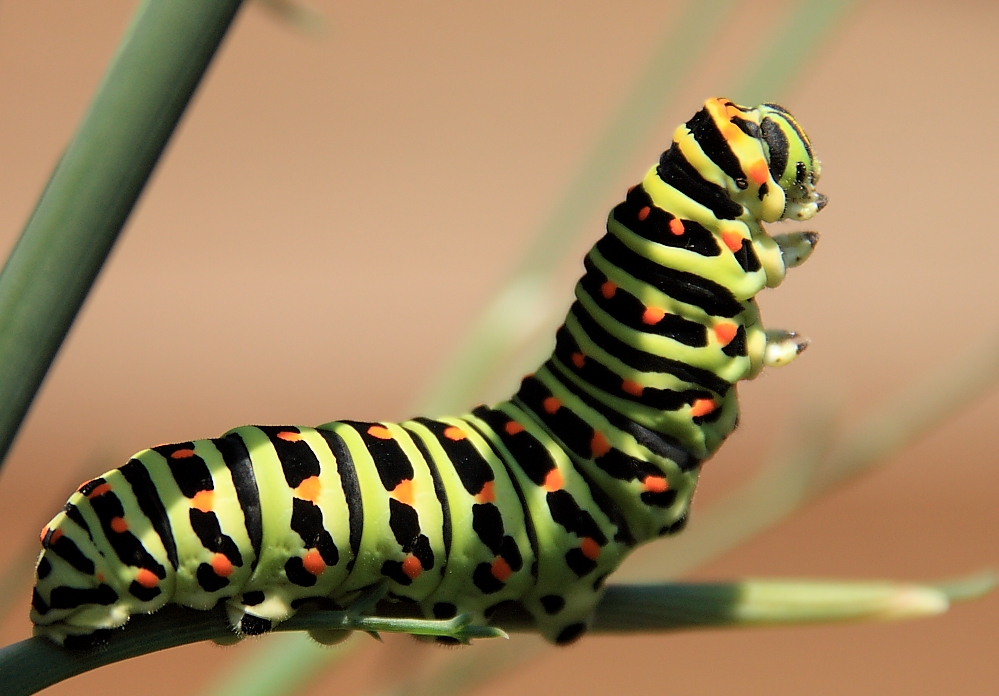 *Raupe - Schwalbenschwanz (Papilio machaon)*