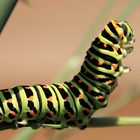 *Raupe - Schwalbenschwanz (Papilio machaon)*