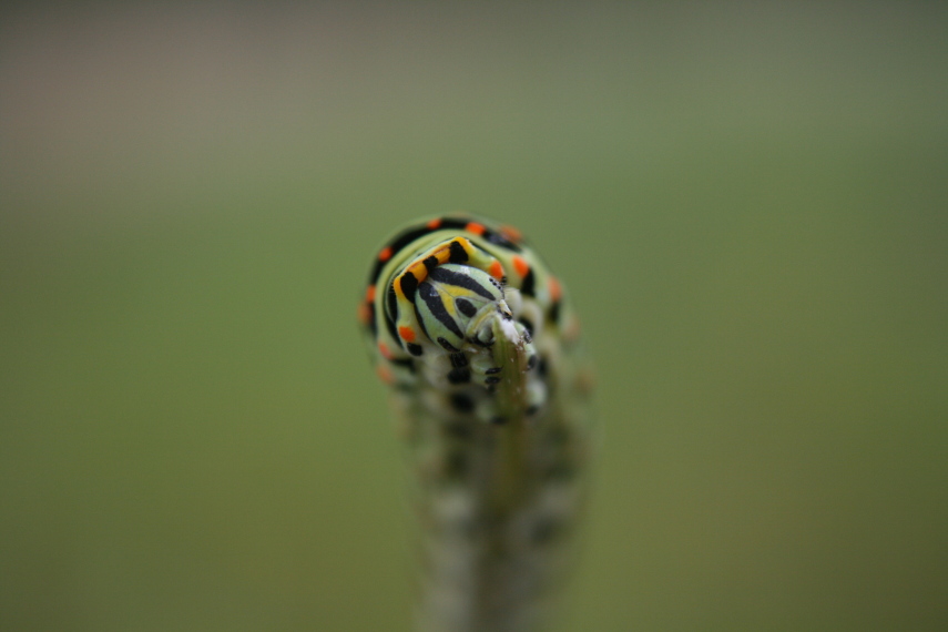 Raupe Schwalbenschwanz (Papilio machaon L.)