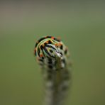 Raupe Schwalbenschwanz (Papilio machaon L.)