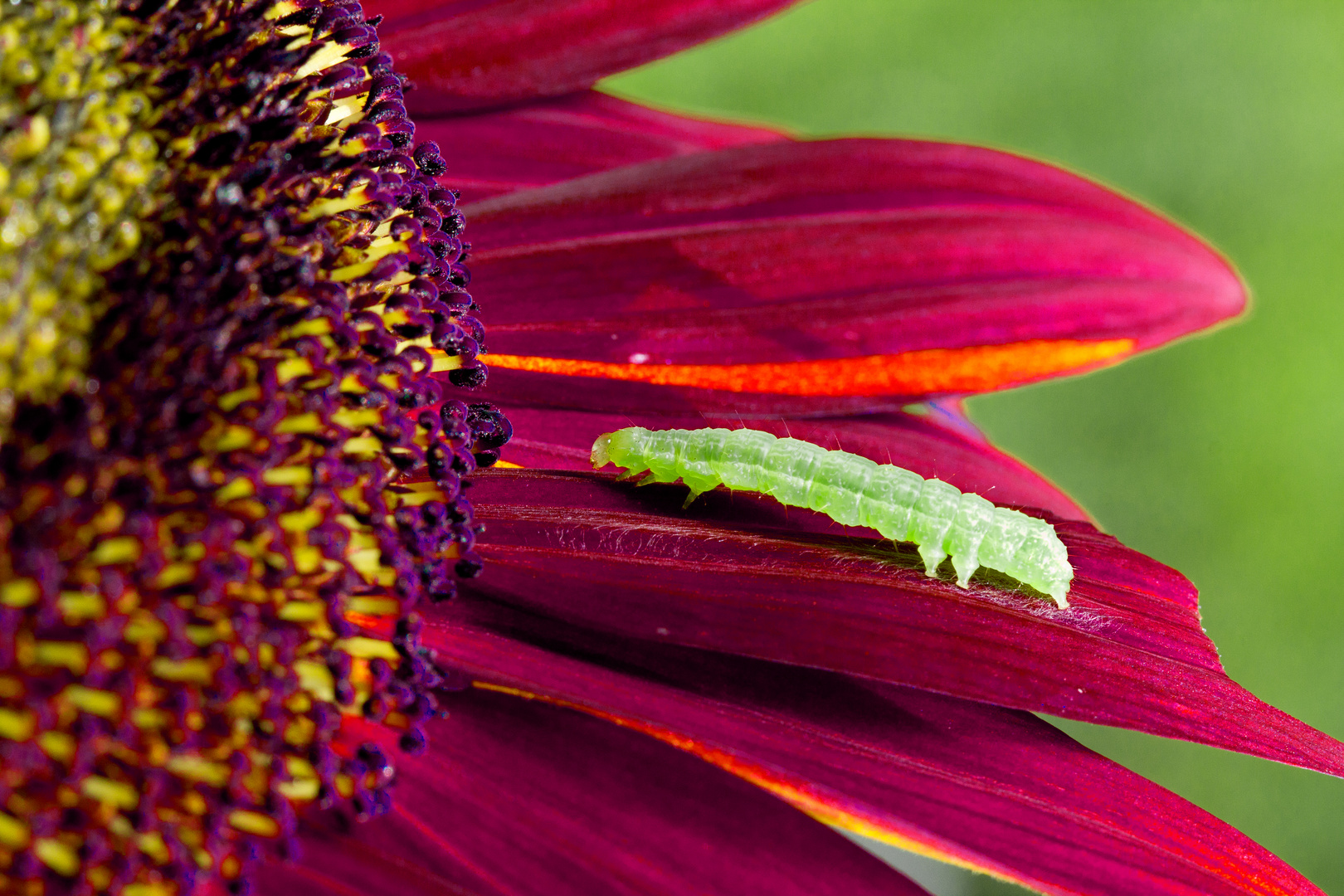 Raupe spaziert über Sonnenblume